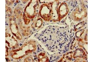 Immunohistochemistry of paraffin-embedded human kidney tissue using ABIN7145729 at dilution of 1:100 (BAIAP2 抗体  (AA 123-368))