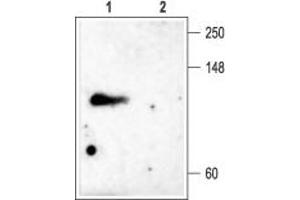 Western blot analysis of rat brain membranes: - 1.