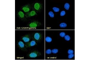 (ABIN334406) Immunofluorescence analysis of paraformaldehyde fixed A549 cells, permeabilized with 0. (GADD45G 抗体  (Internal Region))