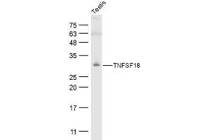 Mouse testis lysates probed with TNFSF18 Polyclonal Antibody, Unconjugated  at 1:500 dilution and 4˚C overnight incubation. (TNFSF18 抗体  (AA 101-199))