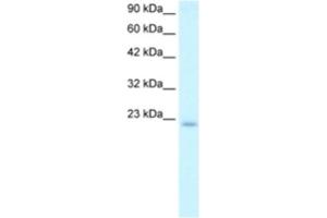 Western Blotting (WB) image for anti-Polymerase (DNA Directed), epsilon 3 (p17 Subunit) (POLE3) antibody (ABIN2460641) (POLE3 抗体)