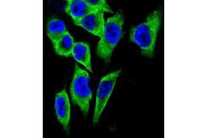 Immunofluorescence (IF) image for anti-Lactate Dehydrogenase A (LDHA) antibody (ABIN2997387) (Lactate Dehydrogenase A 抗体)