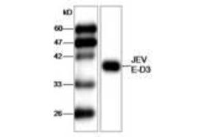 Image no. 1 for anti-Japanese Encephalitis Virus (JEV) (AA 291-402) antibody (ABIN791590) (Japanese Encephalitis Virus (JEV) (AA 291-402) 抗体)
