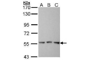 WB Image Sample (30 ug of whole cell lysate) A: Hela B: Hep G2 , C: Molt-4 , 7. (Fgr 抗体  (C-Term))