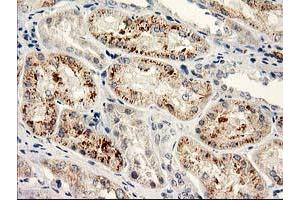 Immunohistochemical staining of paraffin-embedded Human Kidney tissue using anti-NAPEPLD mouse monoclonal antibody. (NAPEPLD 抗体)