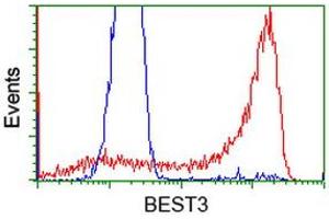 HEK293T cells transfected with either RC218436 overexpress plasmid (Red) or empty vector control plasmid (Blue) were immunostained by anti-BEST3 antibody (ABIN2452806), and then analyzed by flow cytometry. (Bestrophin 3 抗体)