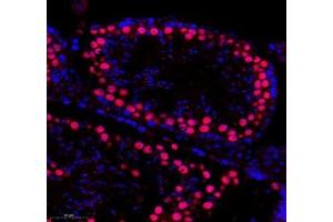 Immunofluorescence of paraffin embedded mouse testis using SLBP (ABIN7075733) at dilution of 1: 650 (300x lens) (SLBP 抗体)