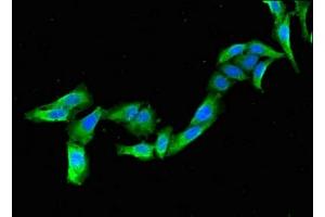 Immunofluorescence (IF) image for anti-Potassium Inwardly-Rectifying Channel, Subfamily J, Member 3 (KCNJ3) (AA 350-487) antibody (ABIN7153285)