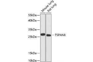 Western blot analysis of extracts of various cell lines using TSPAN8 Polyclonal Antibody at dilution of 1:3000. (Tspan-8 抗体)