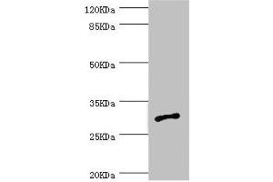 Western blot All lanes: AGPAT2 antibody at 1. (AGPAT2 抗体  (AA 199-278))