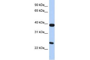 WB Suggested Anti-GPR15 Antibody Titration:  0. (GPR15 抗体  (N-Term))