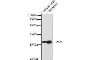 Western blot analysis of extracts of various cell lines, using DAZL antibody (ABIN6130243, ABIN6139416, ABIN6139417 and ABIN6218163) at 1:1000 dilution. (DAZL 抗体  (AA 186-295))