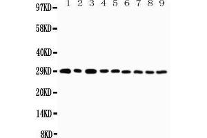 Western Blotting (WB) image for anti-Tumor Necrosis Factor Receptor Superfamily, Member 4 (TNFRSF4) (AA 29-47), (N-Term) antibody (ABIN3042883)