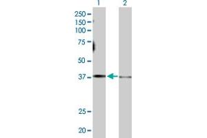 Western Blot analysis of GNAS expression in transfected 293T cell line by GNAS MaxPab polyclonal antibody. (GNAS 抗体  (AA 1-394))