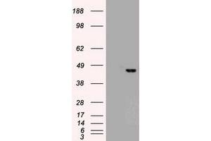 Image no. 2 for anti-SRY (Sex Determining Region Y)-Box 17 (SOX17) (AA 177-414) antibody (ABIN1491030) (SOX17 抗体  (AA 177-414))