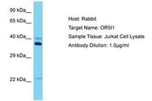 Image no. 1 for anti-Olfactory Receptor, Family 5, Subfamily I, Member 1 (OR5I1) (C-Term) antibody (ABIN6750583) (OR5I1 抗体  (C-Term))