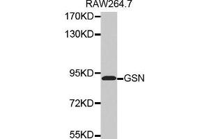 Western blot analysis of extracts of RAW264. (Gelsolin 抗体  (AA 543-782))