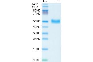 Mouse Serpin F1/PEDF on Tris-Bis PAGE under reduced condition. (PEDF Protein (AA 20-417) (His tag))