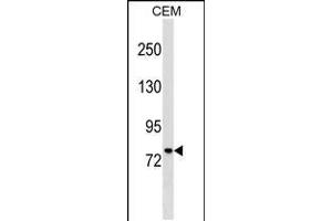 Western blot analysis in CEM cell line lysates (35ug/lane). (MUM1 抗体  (C-Term))