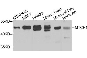 Western blot analysis of extracts of various cell lines, using MTCH1 antibody. (MTCH1 抗体)