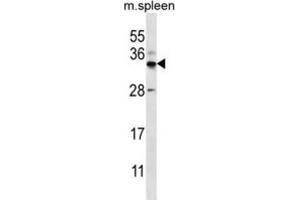 Western Blotting (WB) image for anti-Forkhead Box I2 (FOXI2) antibody (ABIN2996673) (FOXI2 抗体)