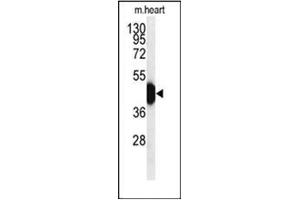 Western blot analysis of HFE2 / Hemojuvelin Antibody (Center) in mouse heart tissue lysates (35ug/lane).