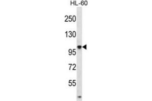 Western Blotting (WB) image for anti-Tubulin tyrosine Ligase-Like Family, Member 4 (TTLL4) antibody (ABIN2996832) (TTLL4 抗体)