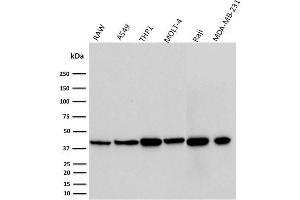 Western Blot Analysis of RAW, A549, THP1, MOLT-4, Raji, and MDA-MB-231 cell lysates using PD-L1 Mouse Monoclonal Antibody (PDL1/2746). (PD-L1 抗体  (AA 39-191))
