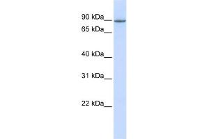 WB Suggested Anti-OTUD7B Antibody Titration:  0.