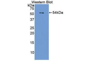 Western Blotting (WB) image for anti-Filaggrin (FLG) (AA 119-336) antibody (ABIN1858899) (Filaggrin 抗体  (AA 119-336))