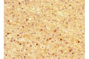 Immunohistochemistry of paraffin-embedded human adrenal gland tissue using ABIN7144761 at dilution of 1:100 (Asporin 抗体  (AA 33-380))