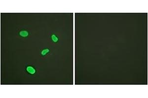 Immunofluorescence analysis of HeLa cells, using Histone H4 (Ab-12) Antibody. (Histone H4 抗体  (AA 10-59))