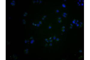 Immunofluorescence staining of Hela cells with ABIN7139984 at 1:200, counter-stained with DAPI. (OR2S2 抗体  (AA 262-276))