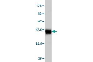 Western Blotting (WB) image for anti-Inhibitor of DNA Binding 1, Dominant Negative Helix-Loop-Helix Protein (ID1) (AA 1-155) antibody (ABIN561410)