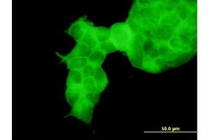 Immunofluorescence of purified MaxPab antibody to TTLL3 on 293 cell. (TTLL3 抗体  (AA 1-101))