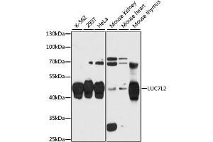 Western blot analysis of extracts of various cell lines, using LUC7L2 antibody (ABIN6132098, ABIN6143385, ABIN6143386 and ABIN6216960) at 1:3000 dilution. (LUC7L2 抗体  (AA 313-392))