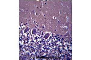 ABHD4 Antibody (Center) (ABIN657593 and ABIN2846594) immunohistochemistry analysis in formalin fixed and paraffin embedded human cerebellum tissue followed by peroxidase conjugation of the secondary antibody and DAB staining. (ABHD4 抗体  (AA 98-127))