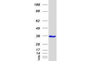 Validation with Western Blot (DAPP1 Protein (Myc-DYKDDDDK Tag))