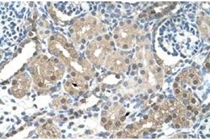 Immunohistochemical staining (Formalin-fixed paraffin-embedded sections) of human kidney with FBXL7 polyclonal antibody  at 4-8 ug/mL working concentration. (FBXL7 抗体  (N-Term))