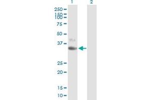 Western Blot analysis of CD1D expression in transfected 293T cell line by CD1D MaxPab polyclonal antibody. (CD1d 抗体  (AA 1-335))