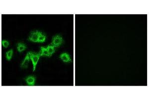 Immunofluorescence (IF) image for anti-Cell Adhesion Molecule-Related/down-Regulated By Oncogenes (CDON) (Internal Region) antibody (ABIN5977182) (CDON 抗体  (Internal Region))