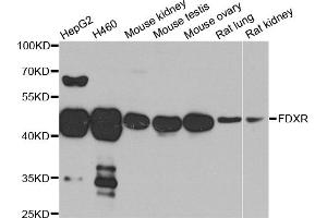 Western blot analysis of extracts of various cell lines, using FDXR antibody. (Ferredoxin Reductase 抗体)