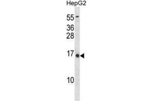 BGLAP Antibody (C80) western blot analysis in HepG2 cell line lysates (35µg/lane). (Osteocalcin 抗体  (C-Term))