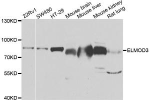 Western blot analysis of extracts of various cell lines, using ELMO3 antibody (ABIN5975493) at 1/1000 dilution. (ELMO3 抗体)