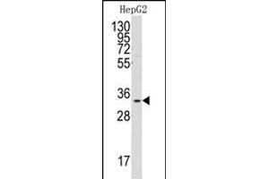 Western blot analysis of anti-C1QBP Antibody (Center) (ABIN392305 and ABIN2841958) in HepG2 cell line lysates (35 μg/lane). (C1QBP 抗体  (AA 76-104))
