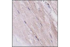 Immunohistochemistry of NIPSNAP2 in mouse skeletal muscle tissue with this product at 2. (GBAS 抗体  (N-Term))