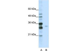 Western Blotting (WB) image for anti-serine/arginine-Rich Splicing Factor 1 (SRSF1) antibody (ABIN2462230)