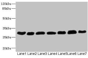 Western blot All lanes: PGAM2 antibody at 7. (PGAM2 抗体  (AA 1-253))