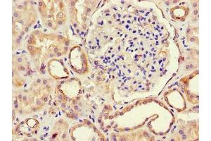 Immunohistochemistry of paraffin-embedded human kidney tissue using ABIN7168224 at dilution of 1:100