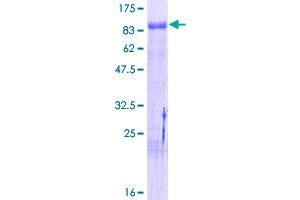 NR4A1 Protein (AA 1-598) (GST tag)